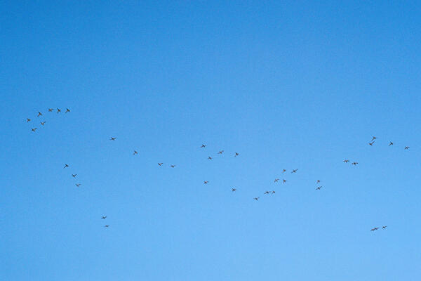 Canadian Geese, Calgary, 2020