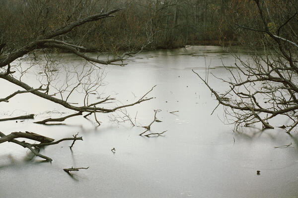 Upper Duck Pond, Toronto, 2020