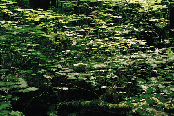 Vine Maple, Squamish, 2021