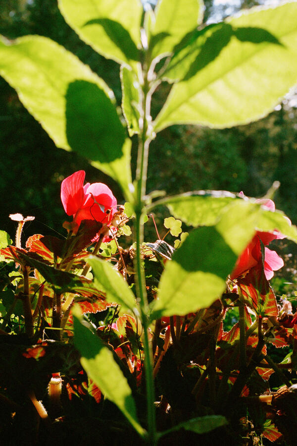 LAMB’S QUARTERS AND BEGONIAS, Vancouver, 2019