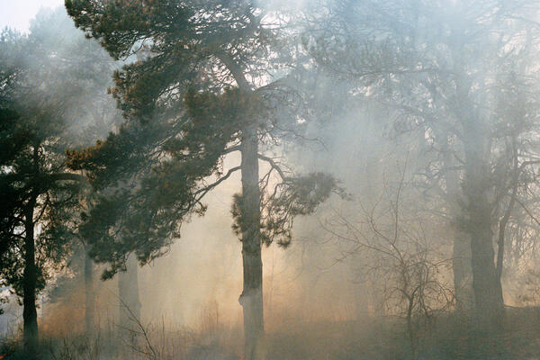 Prescribe Burn, High Park, Toronto 2022