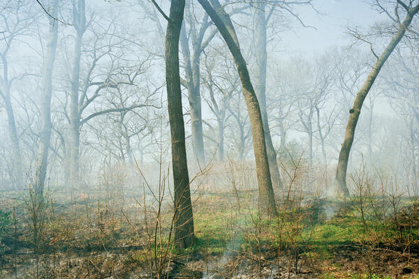 Prescribed Burn (High Park), Toronto, 2022